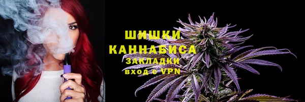 индика Ельня